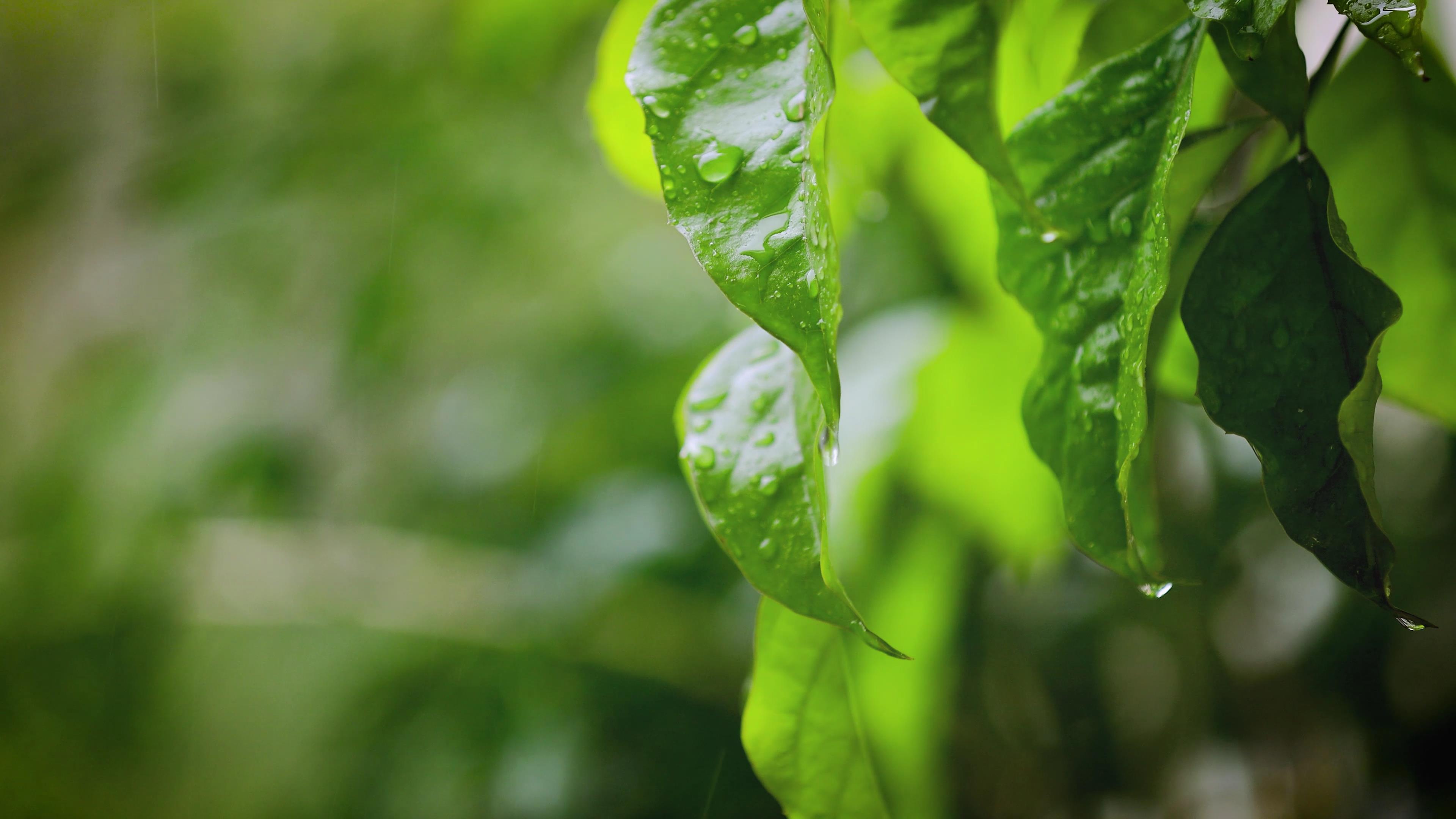 4k实拍雨水绿叶滴水意境空境视频的预览图