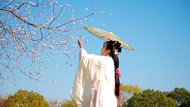 古风汉服美女撑着伞在乌桕树下实拍视频视频的预览图