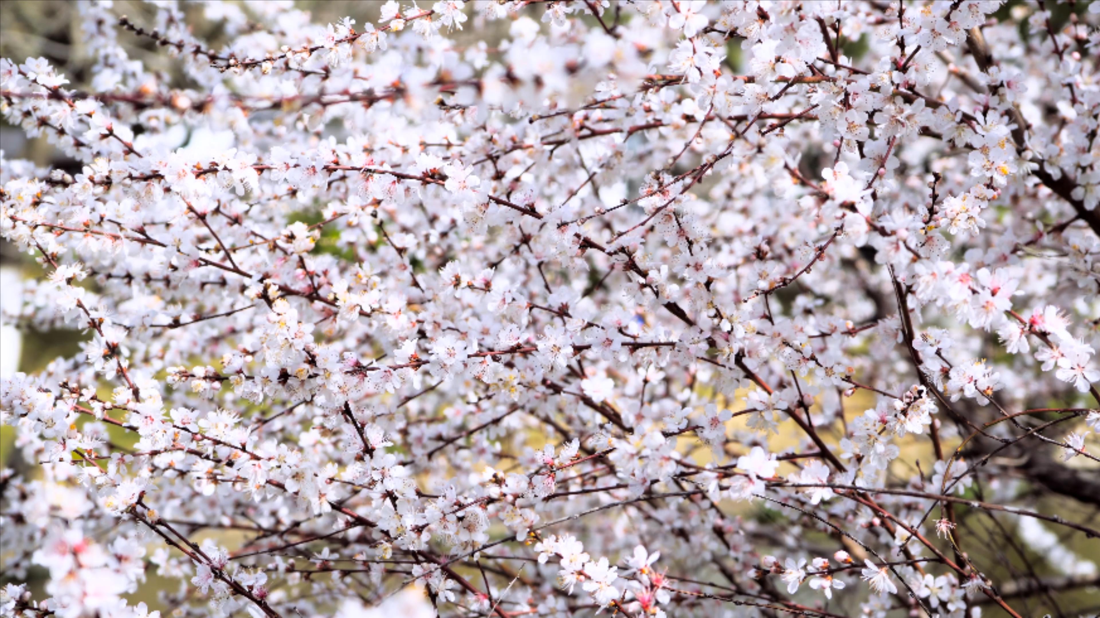 4K实拍白色樱花花海春暖花开美景视频的预览图
