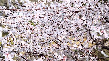4K实拍白色樱花花海春暖花开美景视频的预览图