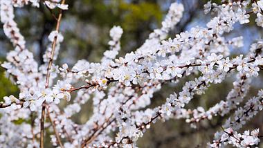4K实拍春季风景樱花盛开蜜蜂采蜜视频的预览图