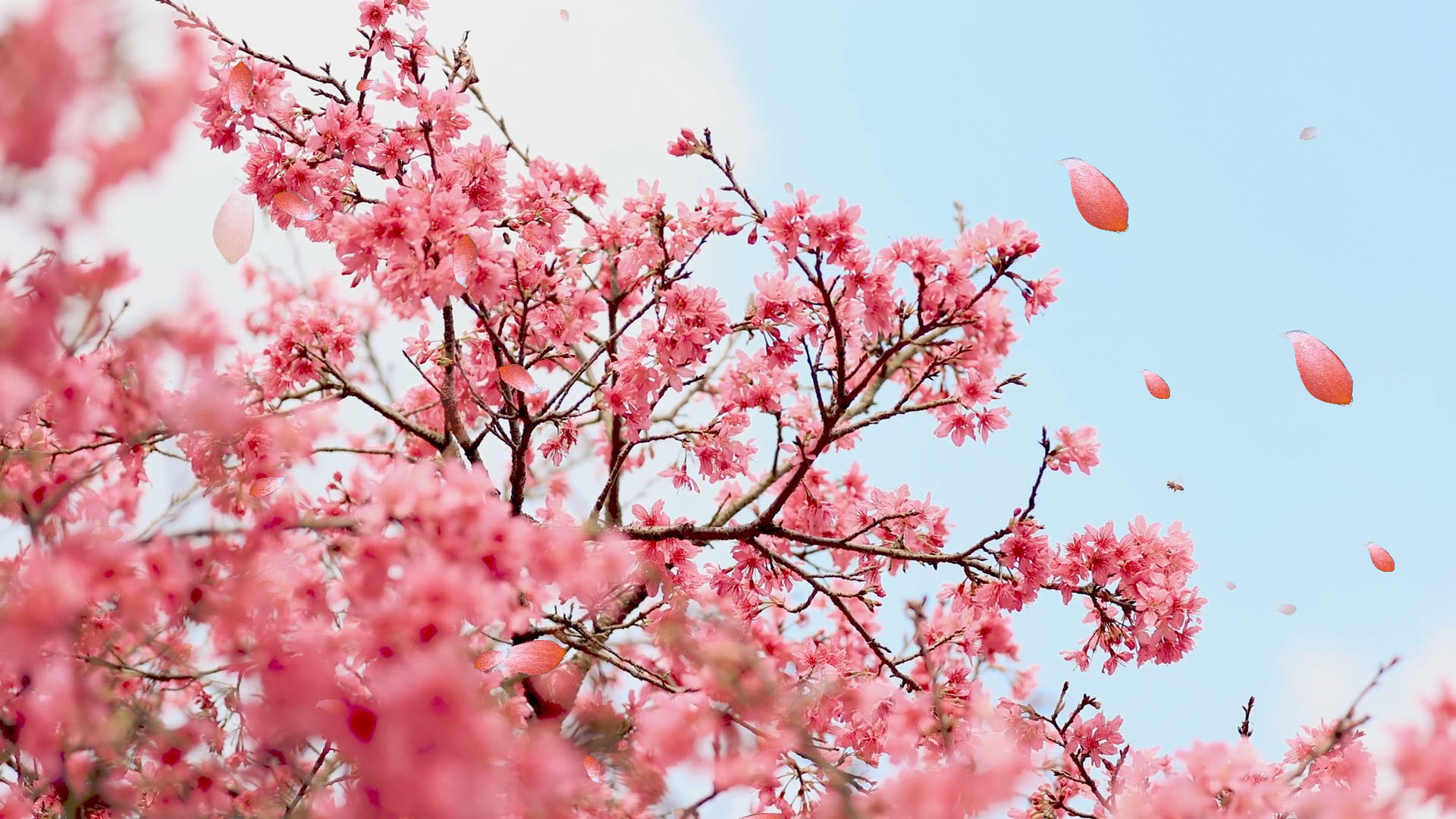 桃花花瓣飘落ae视频动态背景模板视频的预览图