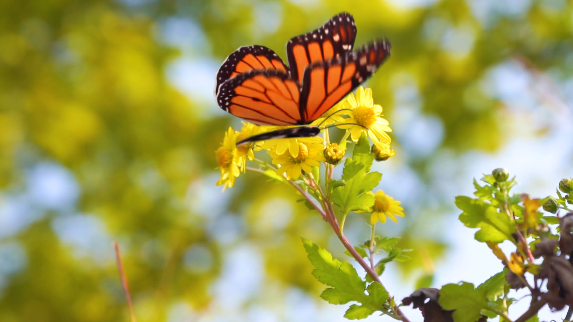 春天花朵蝴蝶AE视频动态背景模板视频的预览图