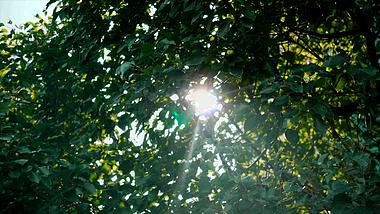 1080阳光穿透树叶闪闪发光的实拍视频视频的预览图