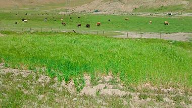 4k实拍春天草源养牛畜牧场视频的预览图
