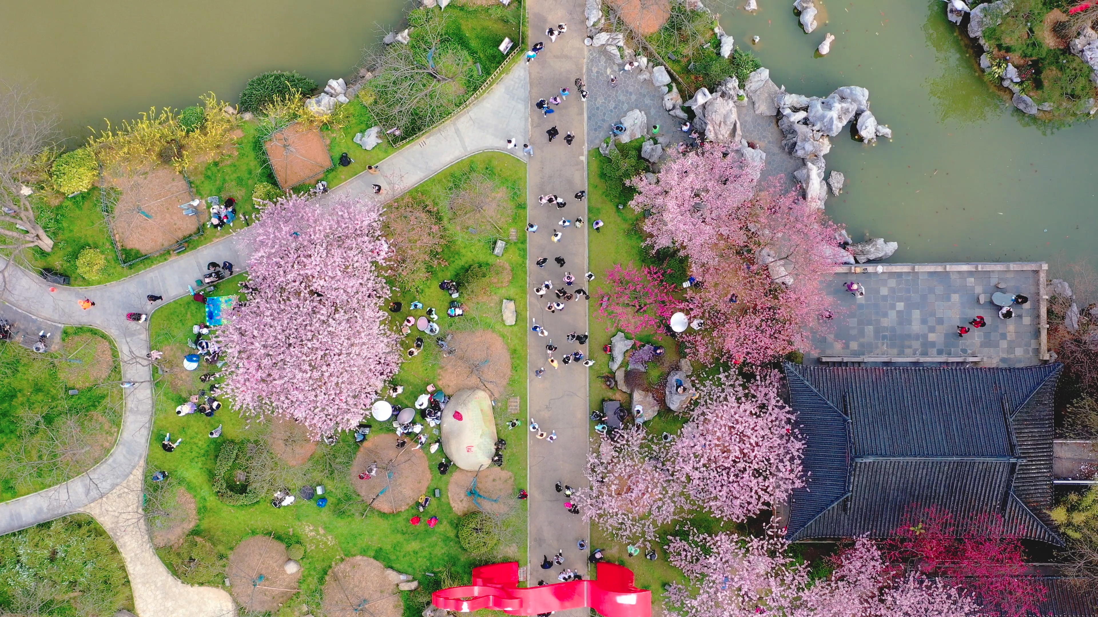 4K武汉城市樱花公园航拍实拍视频视频的预览图