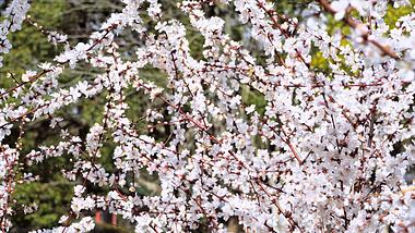 4K实拍春天白色樱花春暖花开美景视频的预览图