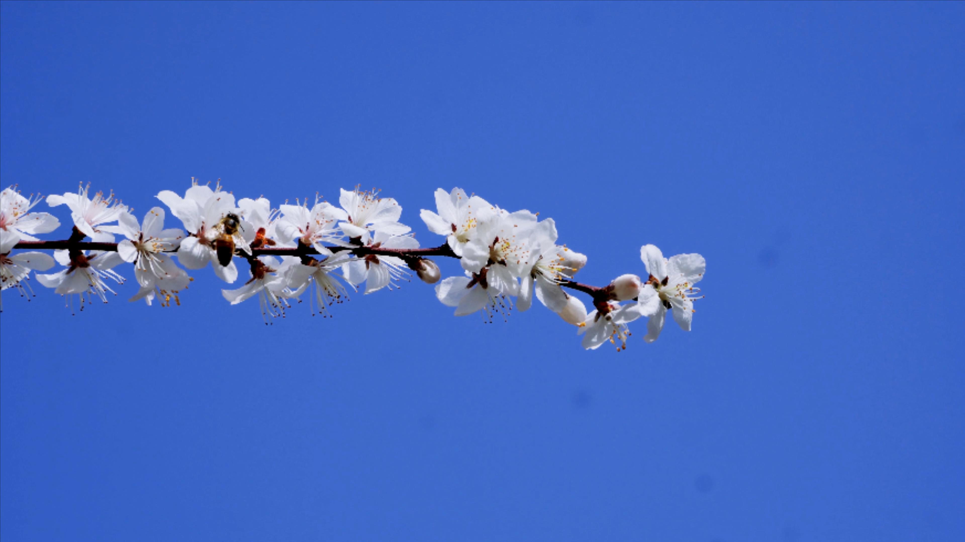 4k实拍春天蓝天下盛开的白色樱花视频的预览图