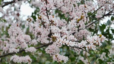4K升格拍摄春天唯美樱花植物花朵视频的预览图