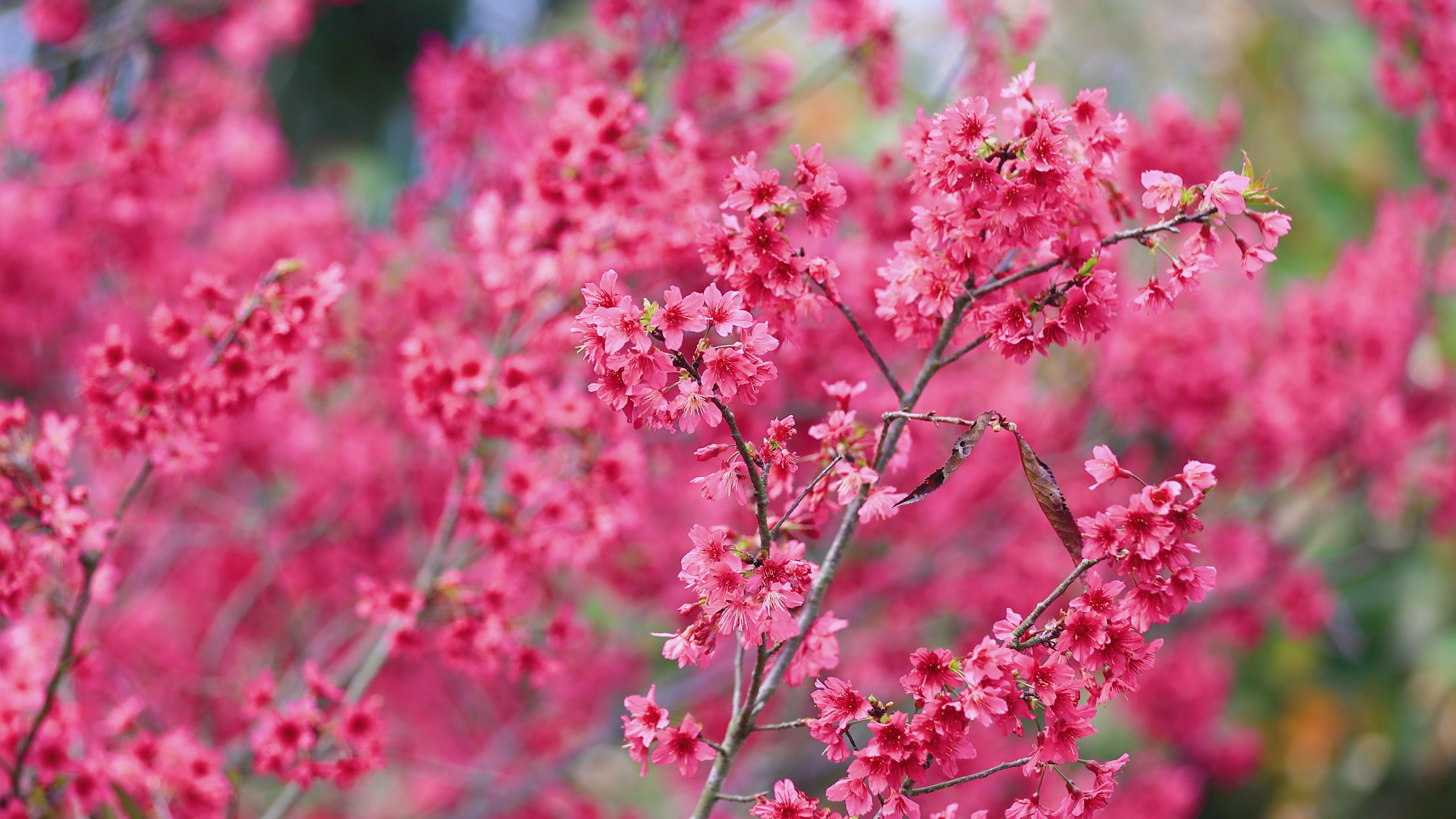 4k实拍春季春天樱花季盛开的樱花树视频的预览图