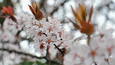 4K拍摄春季春天绽放樱花唯美升格视频的预览图