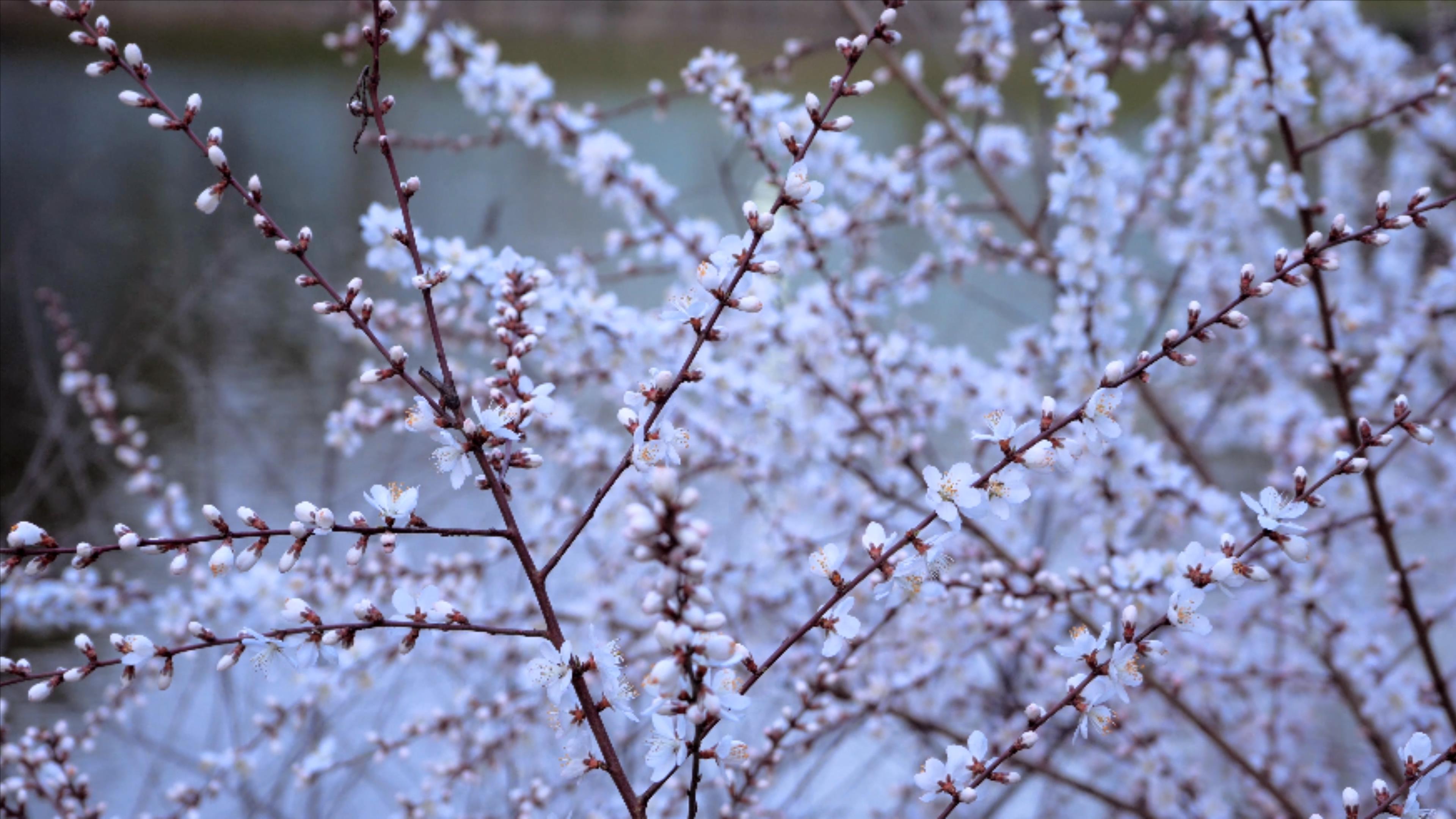 4K实拍春天白色樱花花海春暖花开美景视频的预览图