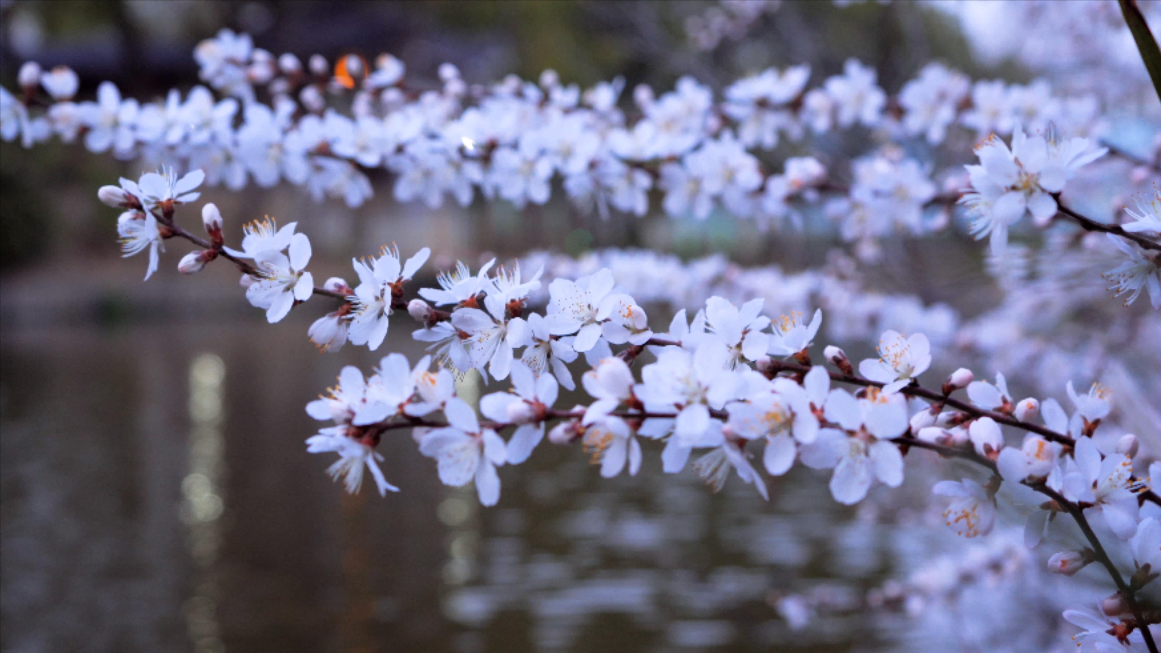 4K实拍白色樱花唯美盛开的樱花树视频的预览图