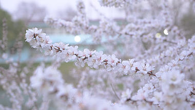 4K实拍春天风景唯美白色樱花视频的预览图