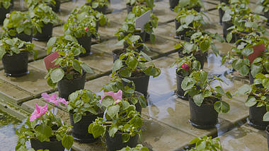 1080P保温房里的海棠花盆栽农业高清实拍视频的预览图