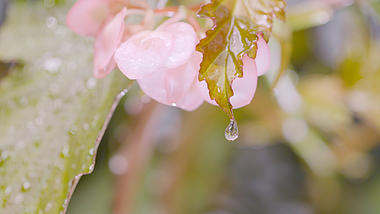 1080P秋海棠花洒水水滴实拍视频的预览图