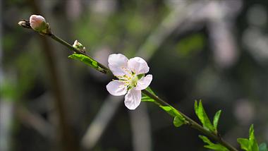 4K实拍白色山桃花春季花朵一枝独秀视频的预览图