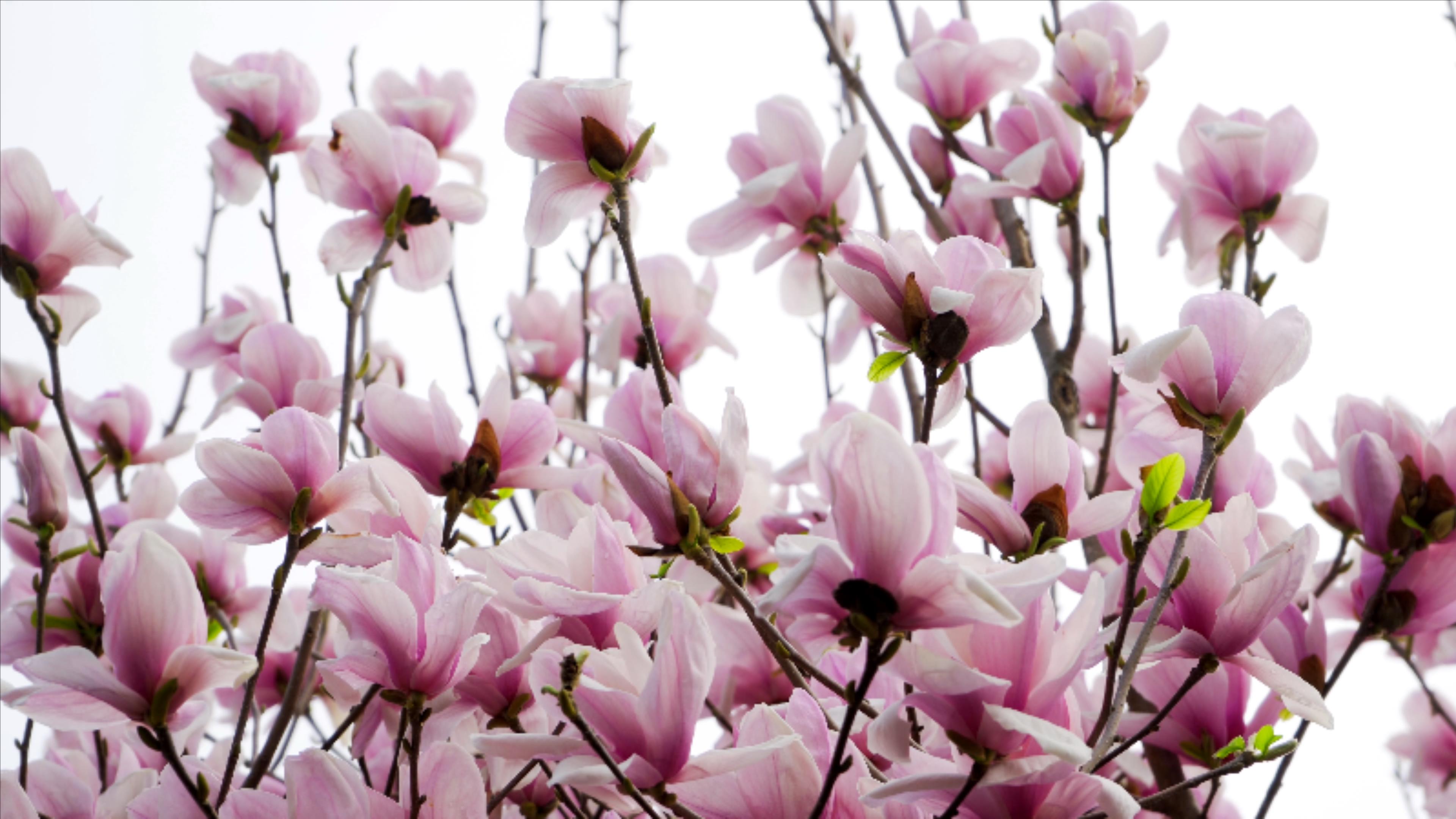4K实拍春天植物花朵紫色玉兰花视频的预览图