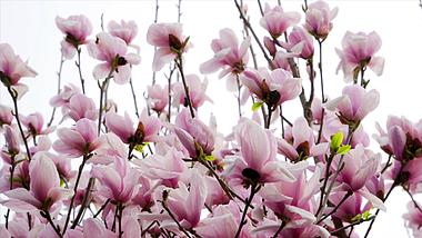 4K实拍春天植物花朵紫色玉兰花视频的预览图
