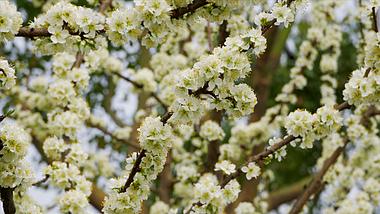 4K实拍春季风景唯美白色梨花视频的预览图