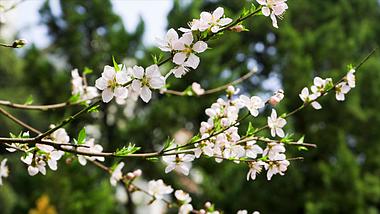 4K实拍清新春季花朵白色山桃花视频的预览图
