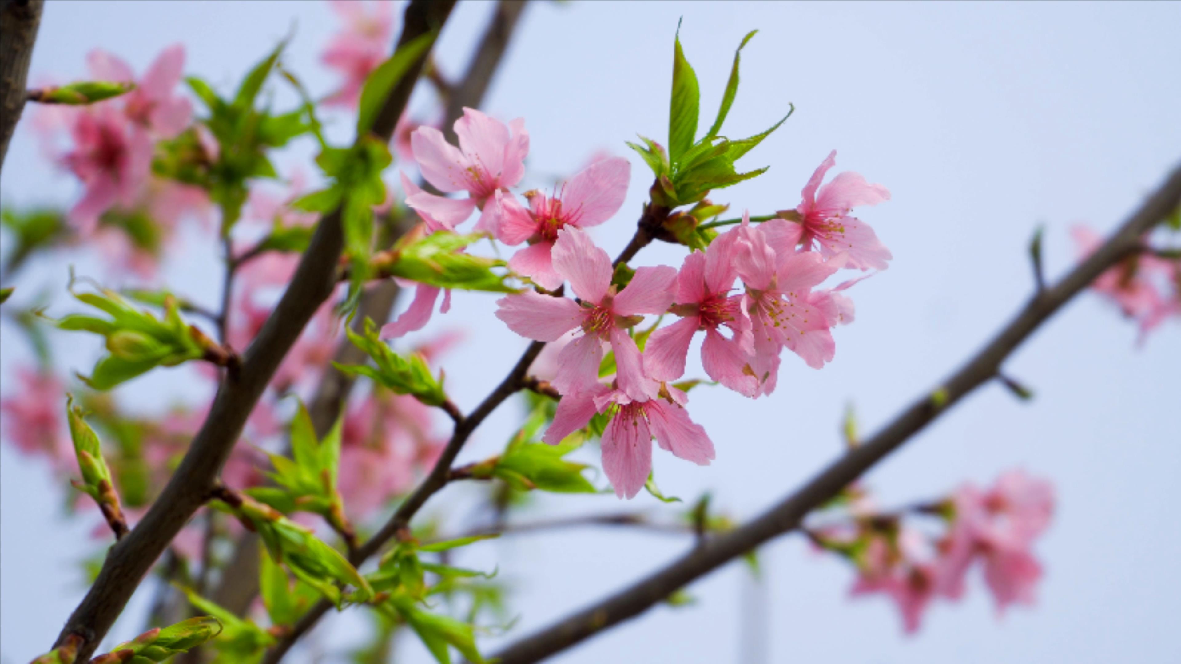 4K实拍春天春暖花开粉色樱花盛开视频的预览图