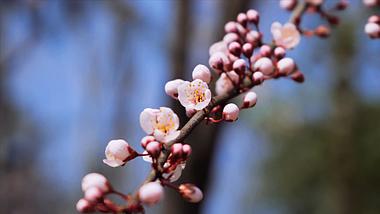 4K实拍唯美清新阳光下春季花朵杏花特写视频的预览图