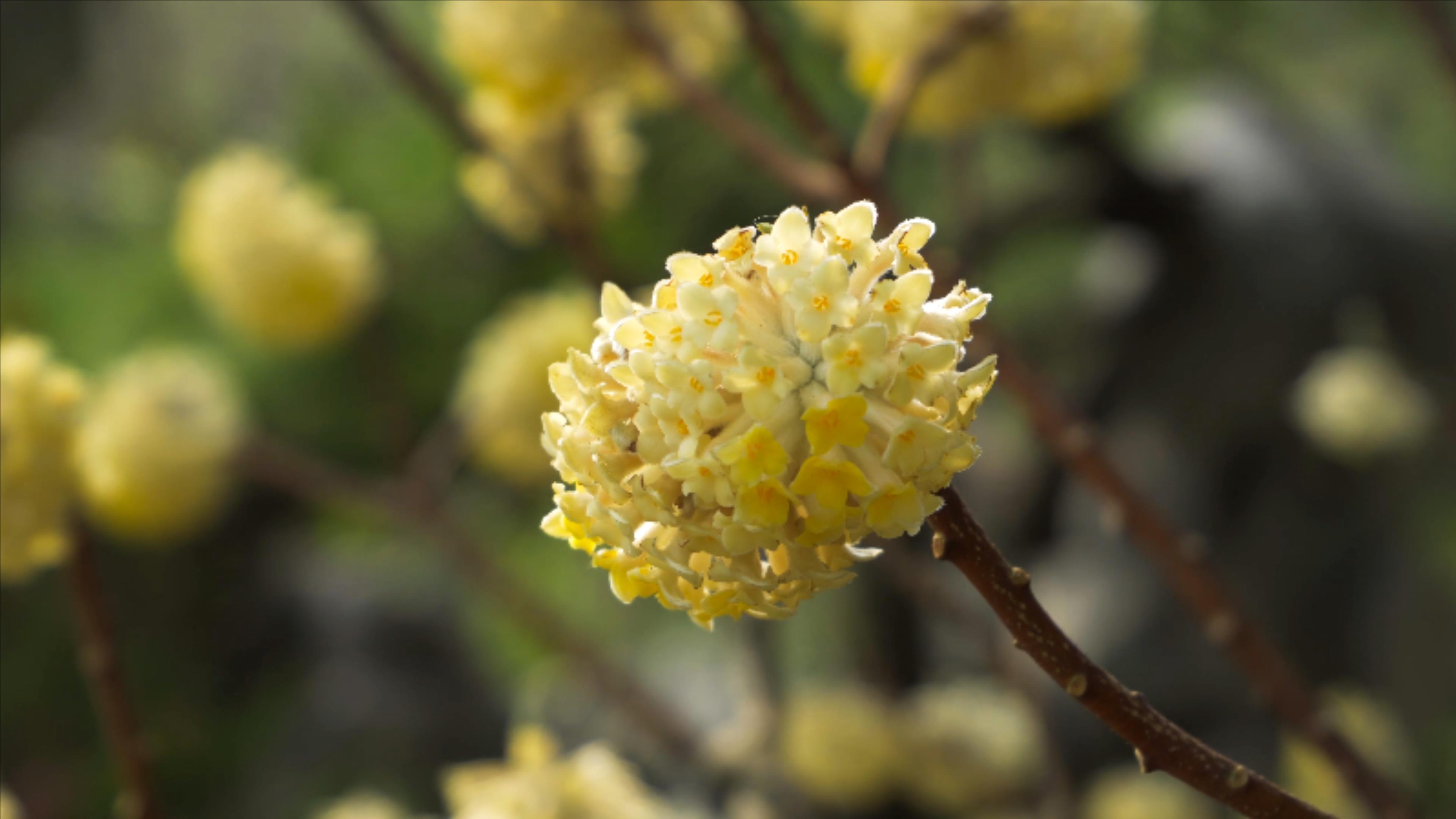 4K实拍春季花朵盛开的金色结香花视频的预览图