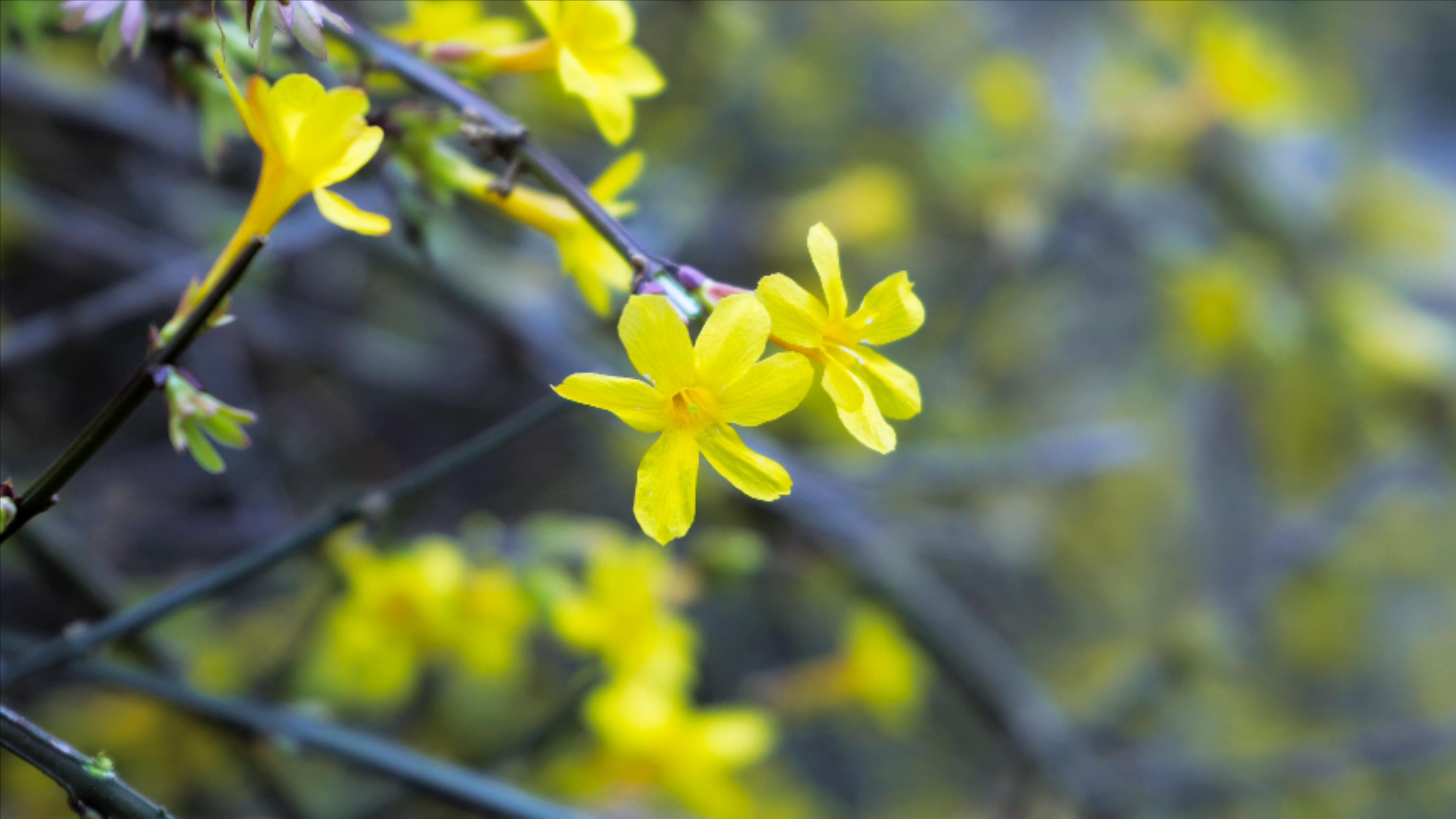 4K实拍春天植物黄色迎春花视频的预览图