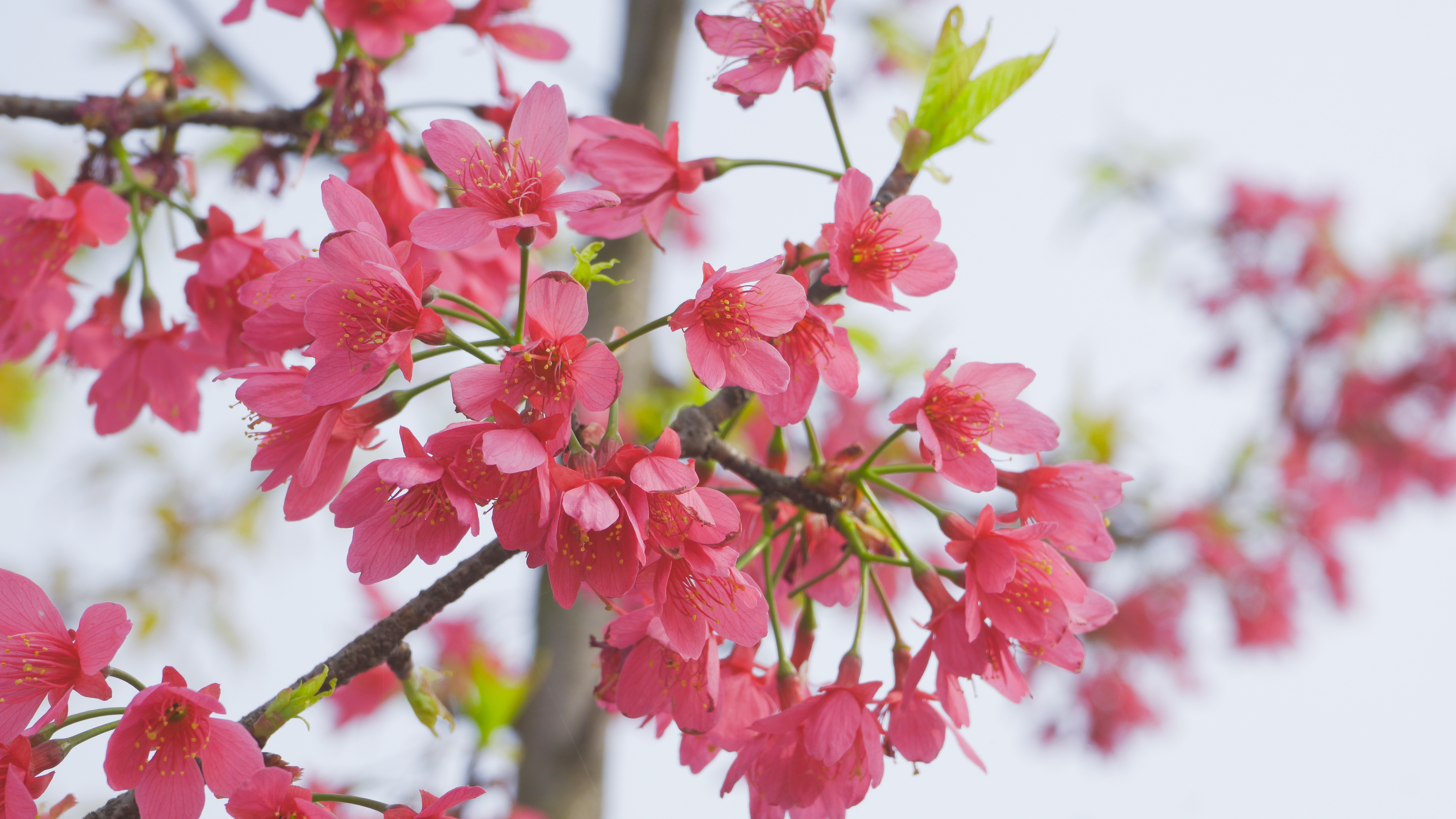 4K实拍春季盛开花朵红色海棠花视频的预览图