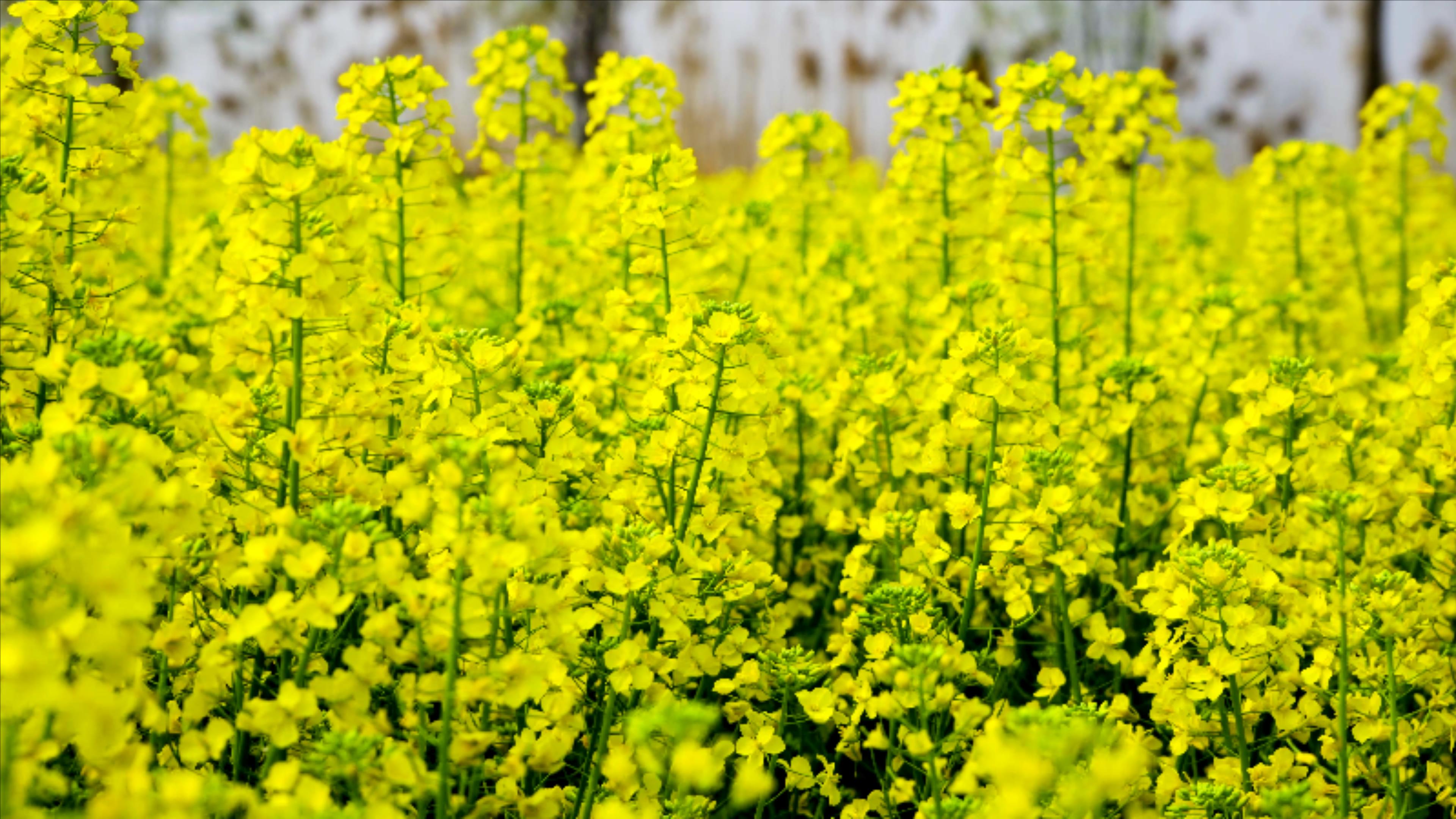 4K实拍春天盛开的金色油菜花花海视频的预览图