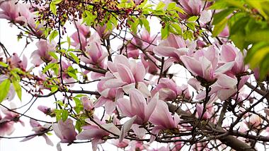 4K实拍春天植物紫玉兰花视频的预览图