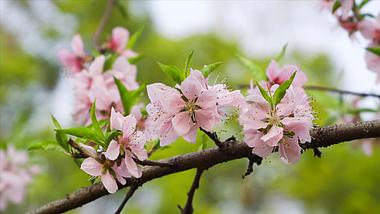 4K实拍春季植物花朵盛开桃花视频的预览图