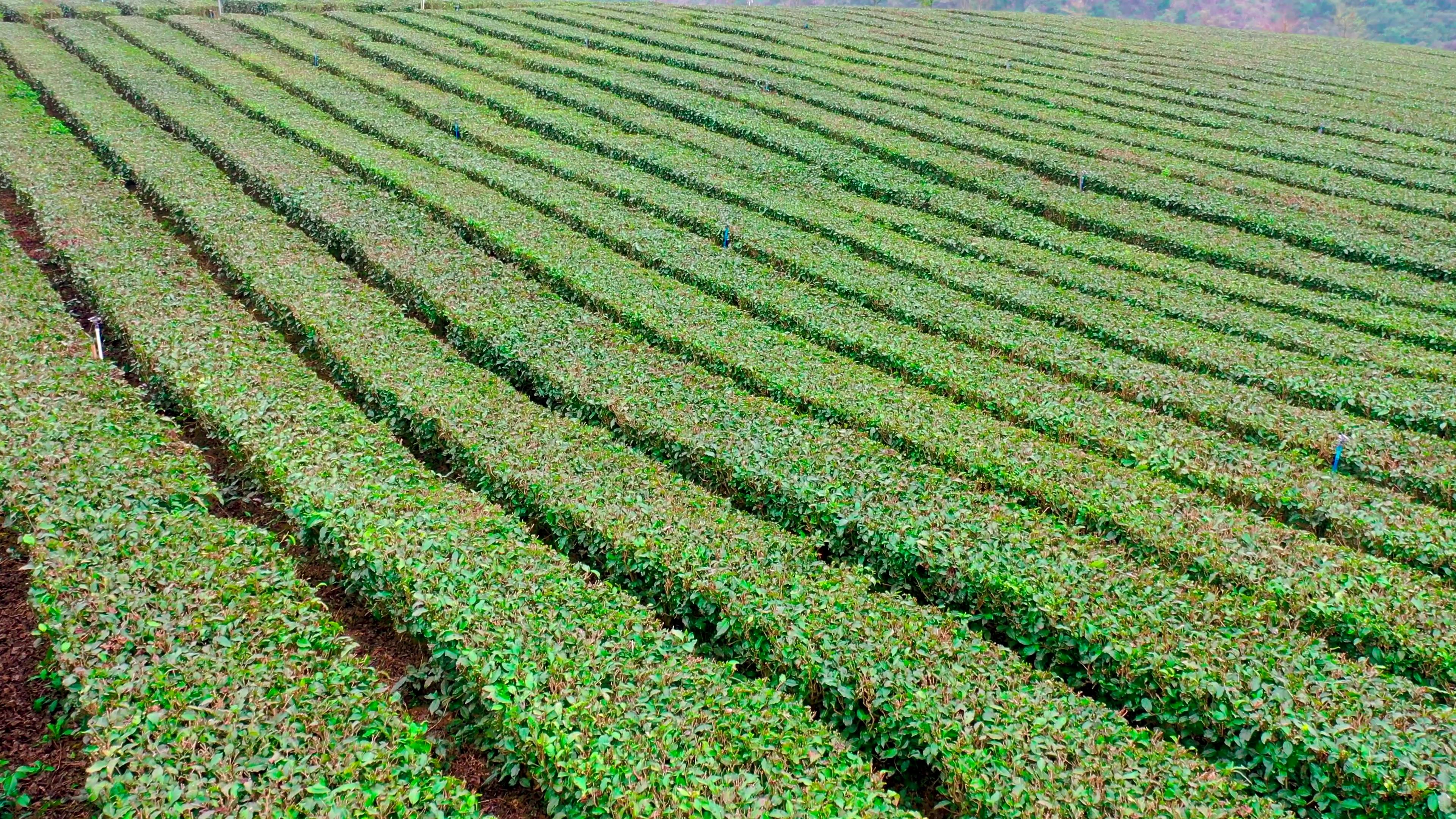 4k航拍唯美茶田园植物种植素材视频的预览图