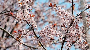 4K拍摄三月樱花绽放花朵唯美樱花视频的预览图