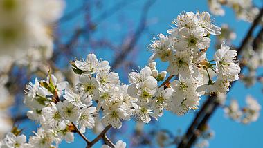 4K拍摄春天樱花植物花朵唯美白樱花视频的预览图