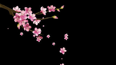 春天樱花花瓣飘散唯美视频的预览图