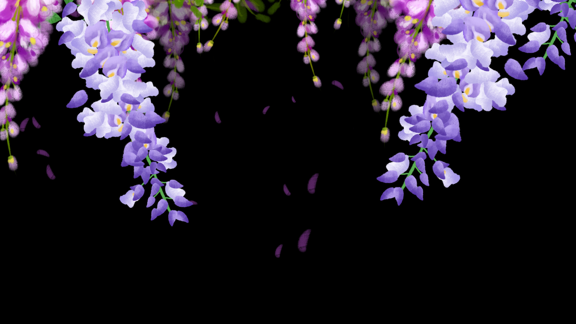 紫藤花植物花朵藤蔓文本框清新唯美浪漫紫色视频动态边框视频的预览图