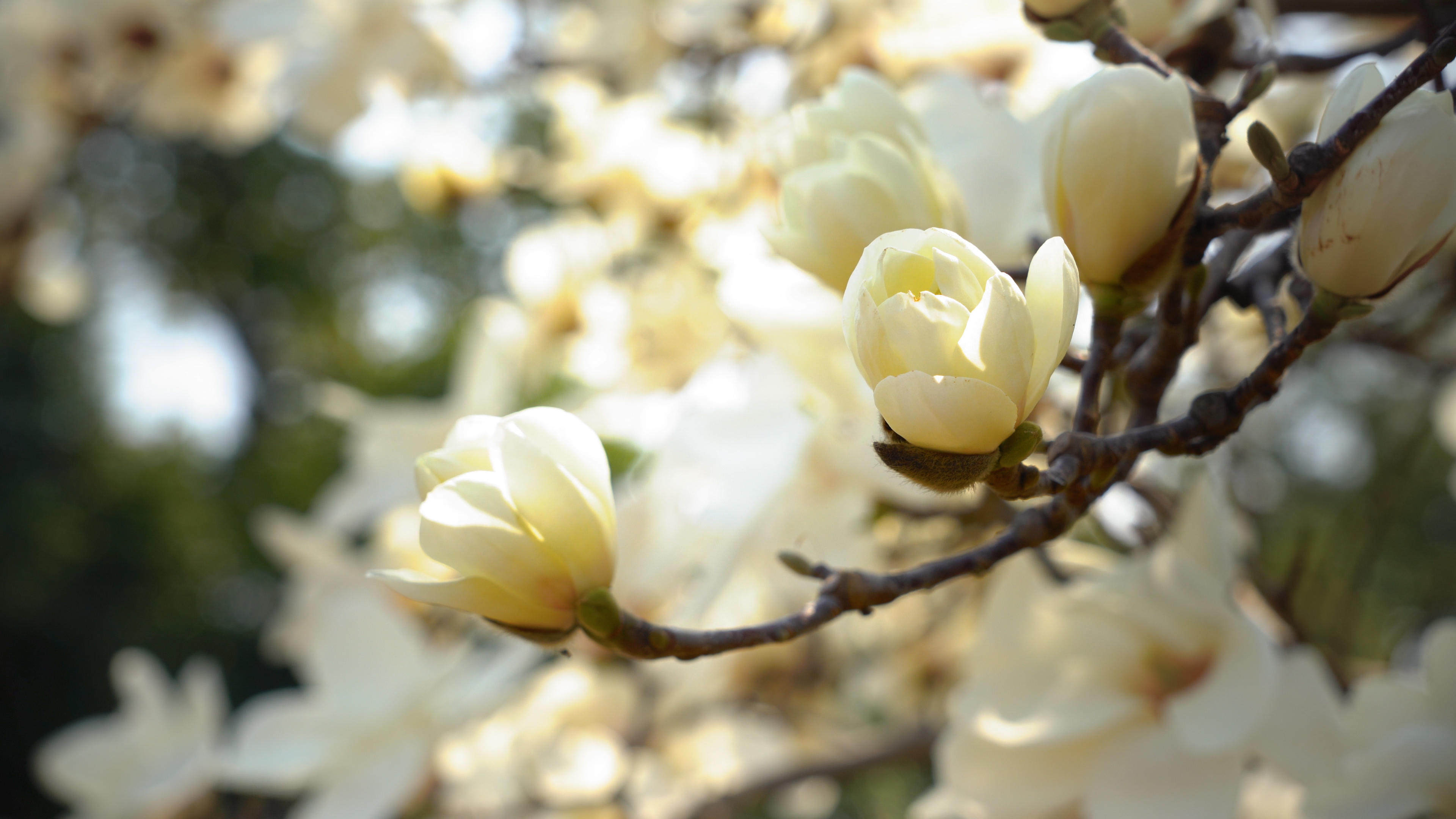 4k实拍春天盛开花朵白玉兰视频的预览图