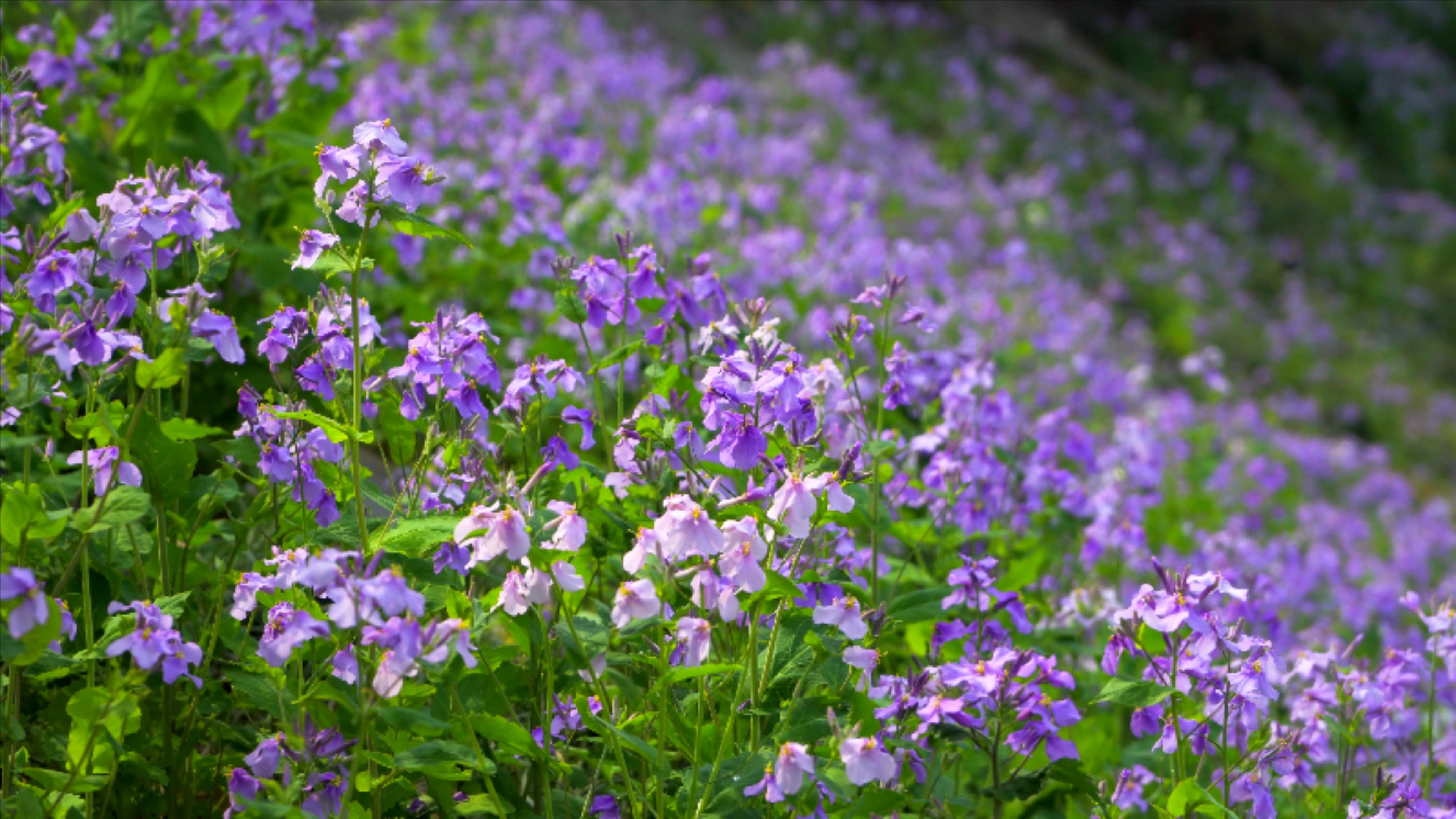 4K实拍春天植物花朵大片紫罗兰花海视频的预览图