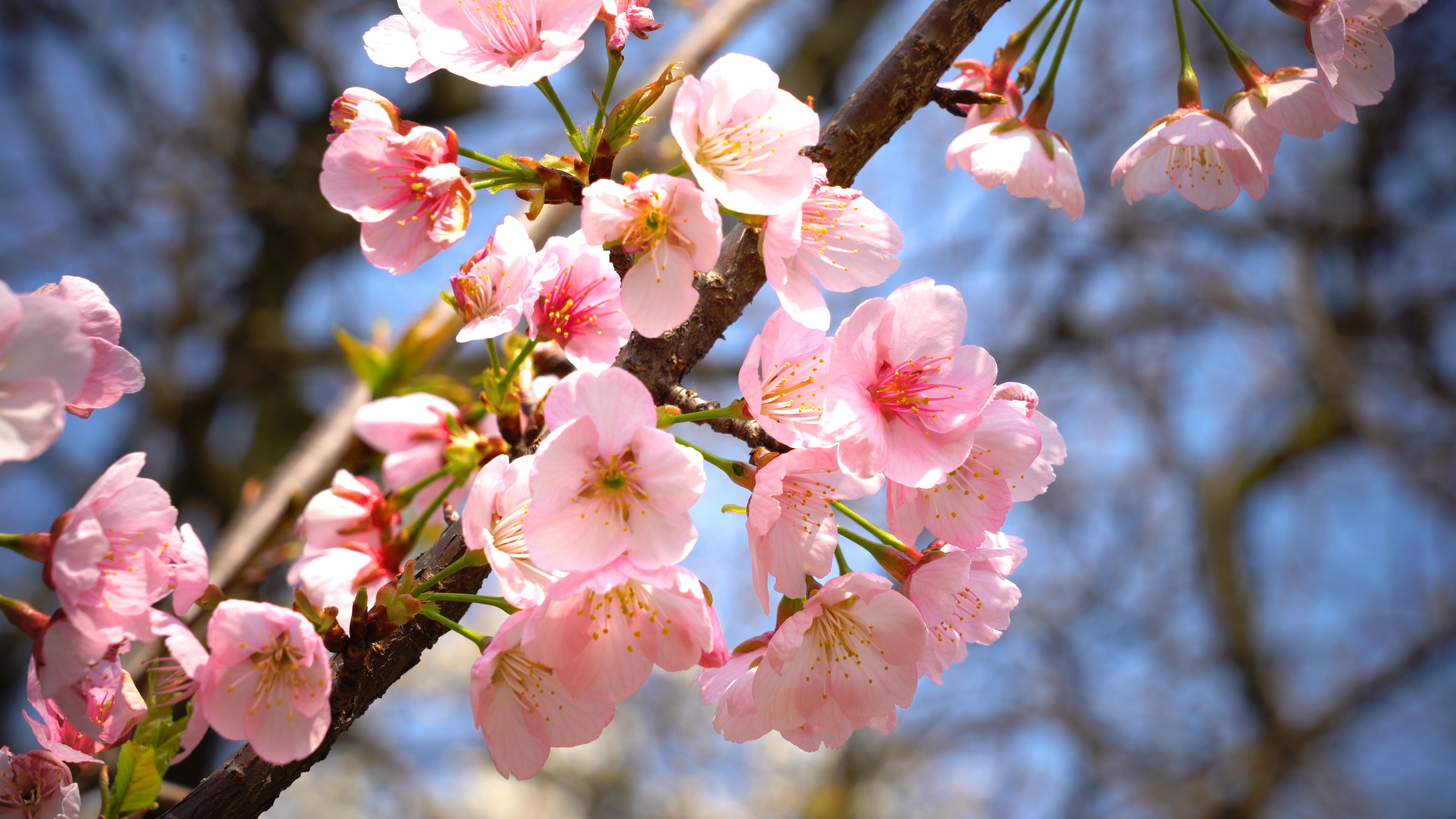 4k实拍春天盛开花朵樱花视频的预览图