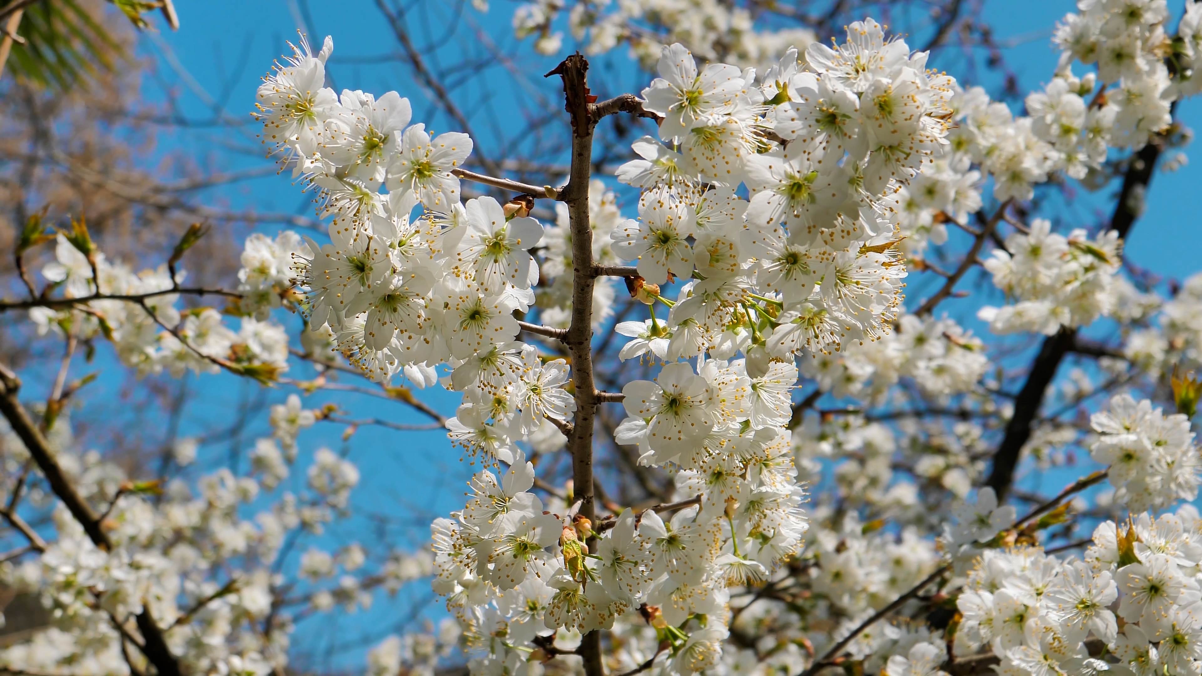 4K拍摄春天盛开绽放白樱花唯美樱花升格视频的预览图