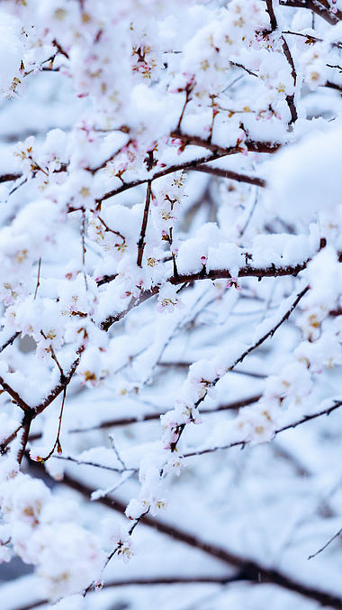 4k竖版大雪纷飞中的樱花初春视频的预览图
