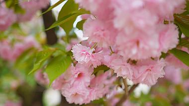 4K实拍春天第一视角樱花花丛中穿梭视频素材视频的预览图