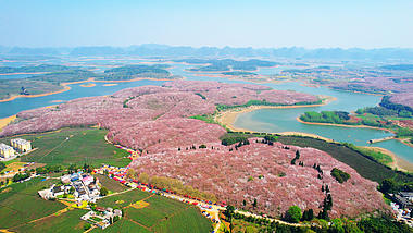 4K航拍唯美俯瞰贵州平坝樱花园花海视频的预览图
