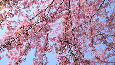 4K实拍春天唯美清新樱花树盛开视频素材视频的预览图