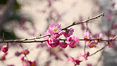 4K实拍春天盛开的粉色红色梅花花朵视频的预览图