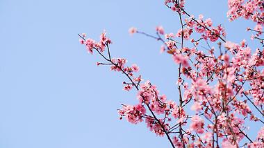 4K实拍春天唯美清新蓝天下盛开的樱花视频素材视频的预览图