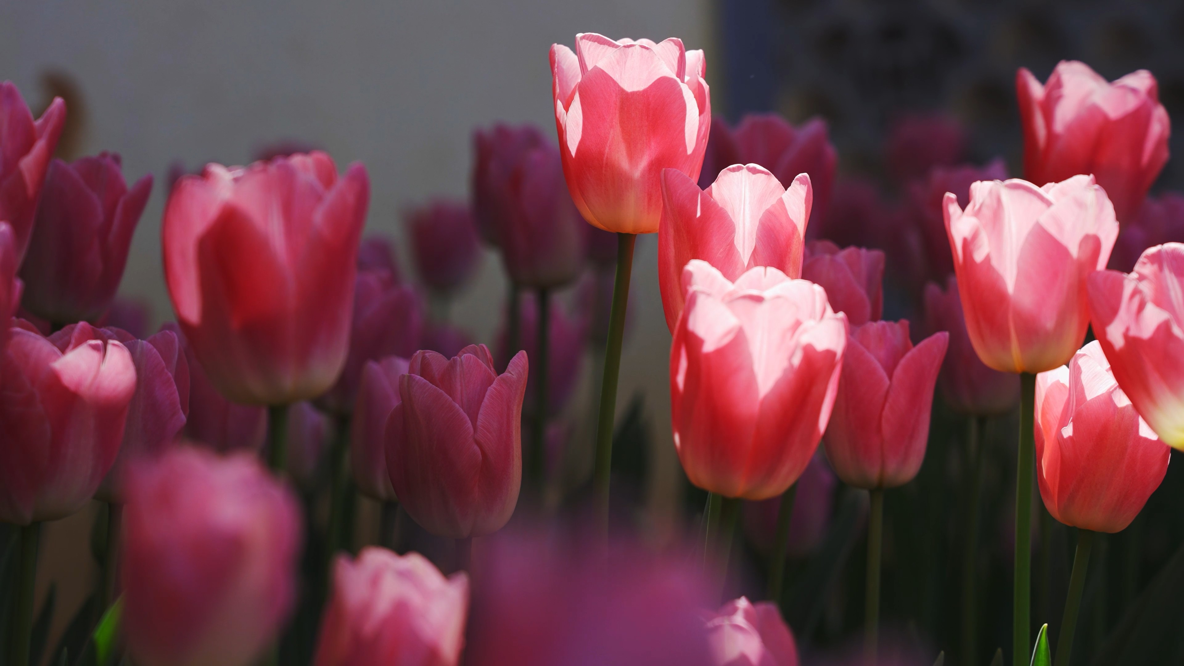 4k粉色郁金香花朵春天植物风景实拍视频的预览图