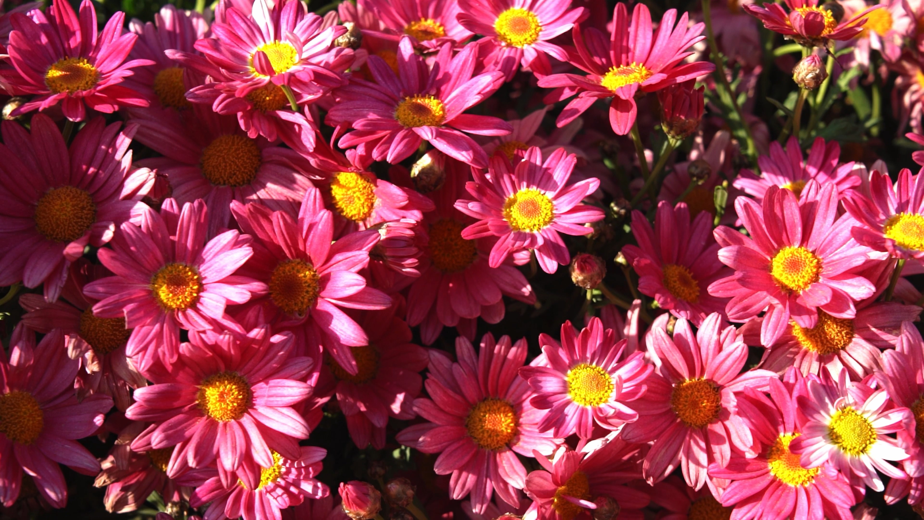 4k阳光下盛开的红色花朵植物风景视频的预览图